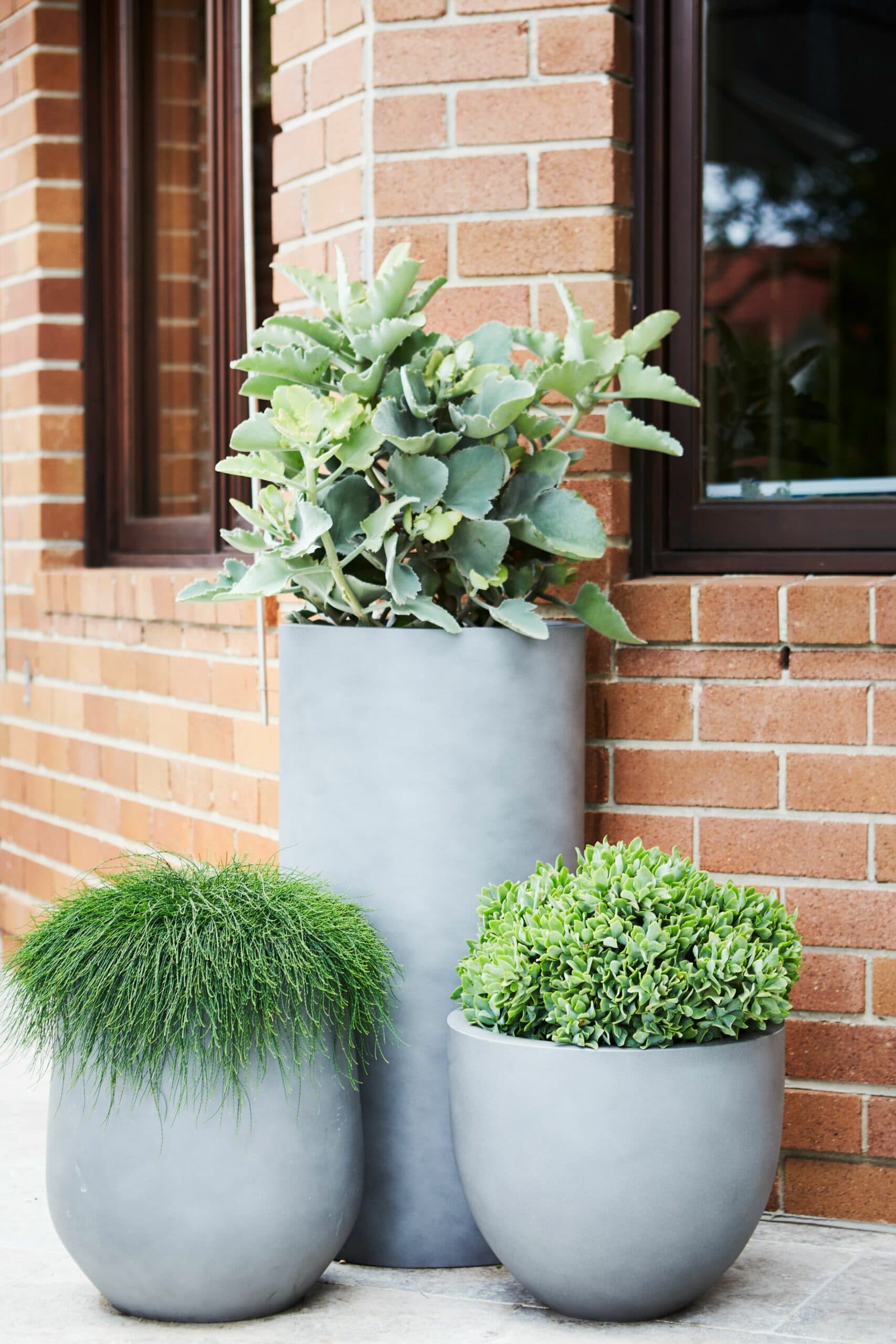 Succulent plant in grey pot