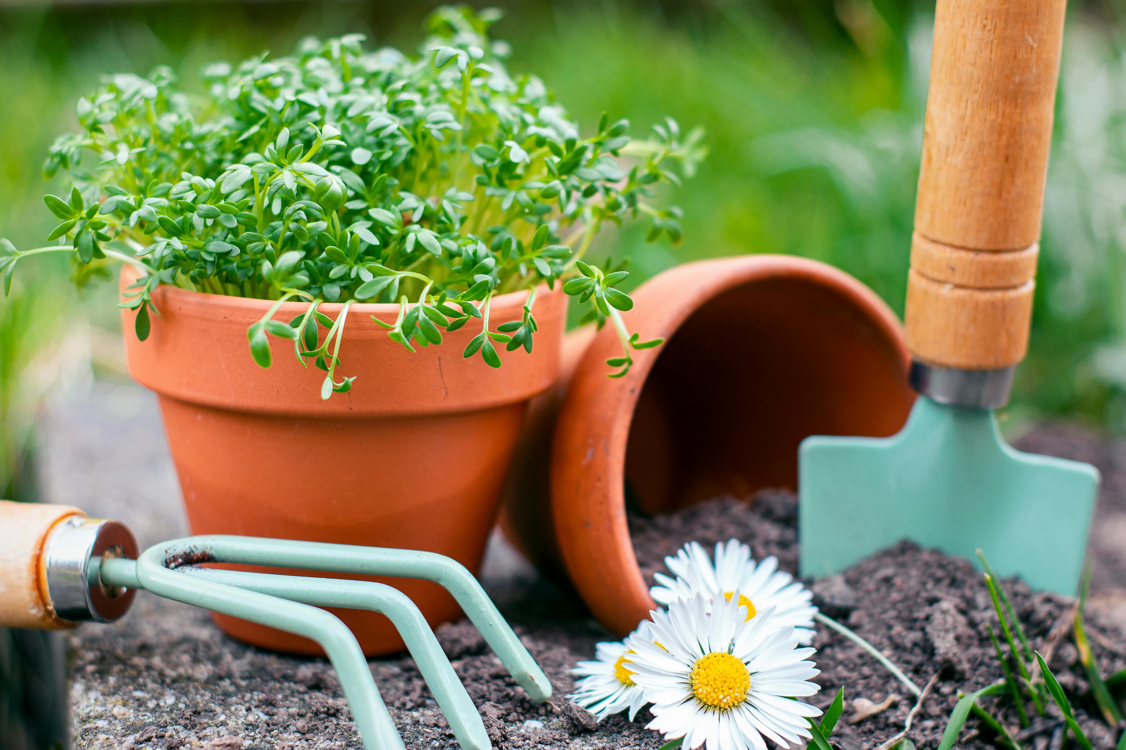 Person gardening with plants